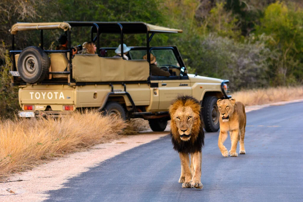 Safari game drive vehicle